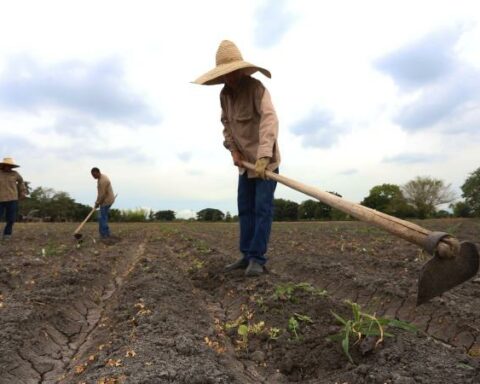 They establish lines of work complementary to the agrarian reform