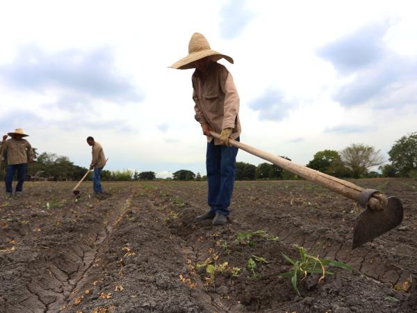 They establish lines of work complementary to the agrarian reform