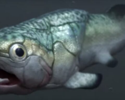 They find the oldest heart in the world in a prehistoric fish