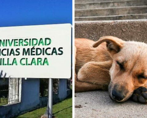 Maltrato animal en Cuba, Universidad, Villa Clara, Perro