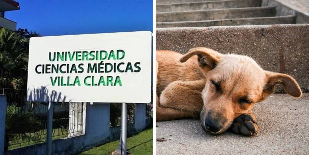 Maltrato animal en Cuba, Universidad, Villa Clara, Perro