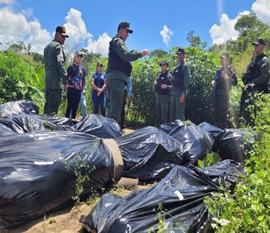 They unearthed 1,135 marijuana plants in Cantaura