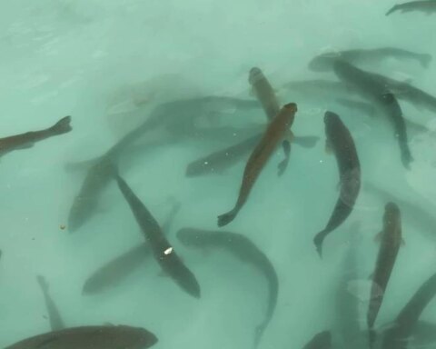 Trout feed rises and worries Huancavelica producers