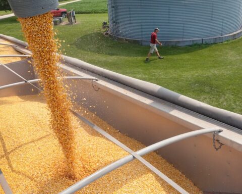 US farmers seek to curb Mexico's GM corn ban