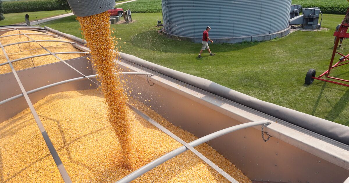 US farmers seek to curb Mexico's GM corn ban