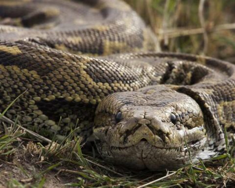 A woman was eaten by a six-meter python in Indonesia