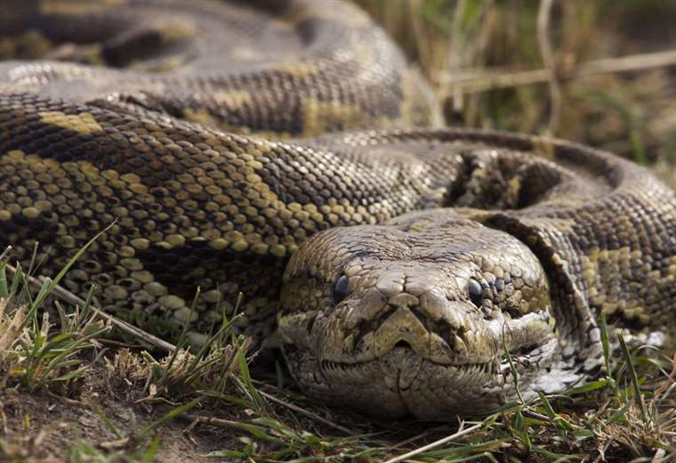 A woman was eaten by a six-meter python in Indonesia