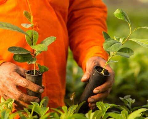 Agriculture set the price of yerba mate at $70.08 per kilo