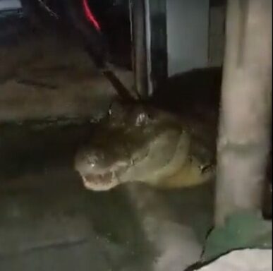 Babillas roam the residential neighborhood of Jamundí: some have entered the houses