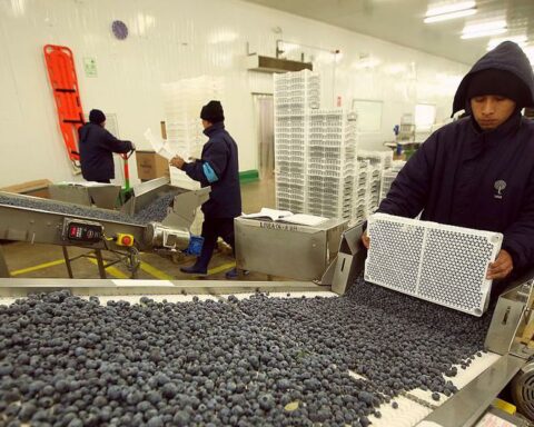 Blueberries, grapes and avocados are consolidated as the main export products to the United Kingdom