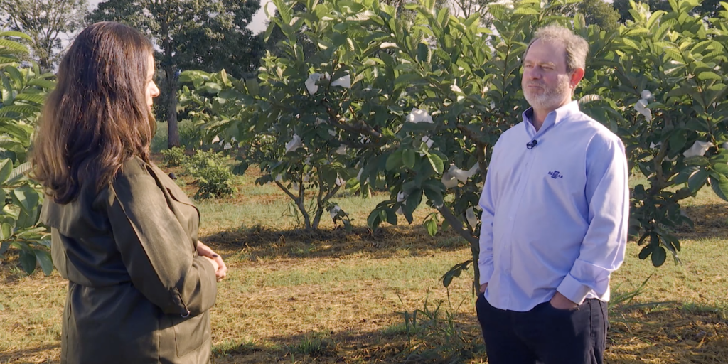 Caminhos da Reportagem shows the Brazilian guava that won the world