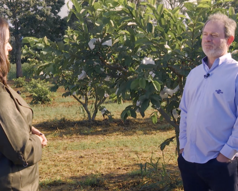 Caminhos da Reportagem shows the Brazilian guava that won the world