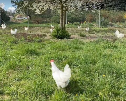 Chileans insert into the market a botanical solution that replaces the use of antibiotics in poultry for production