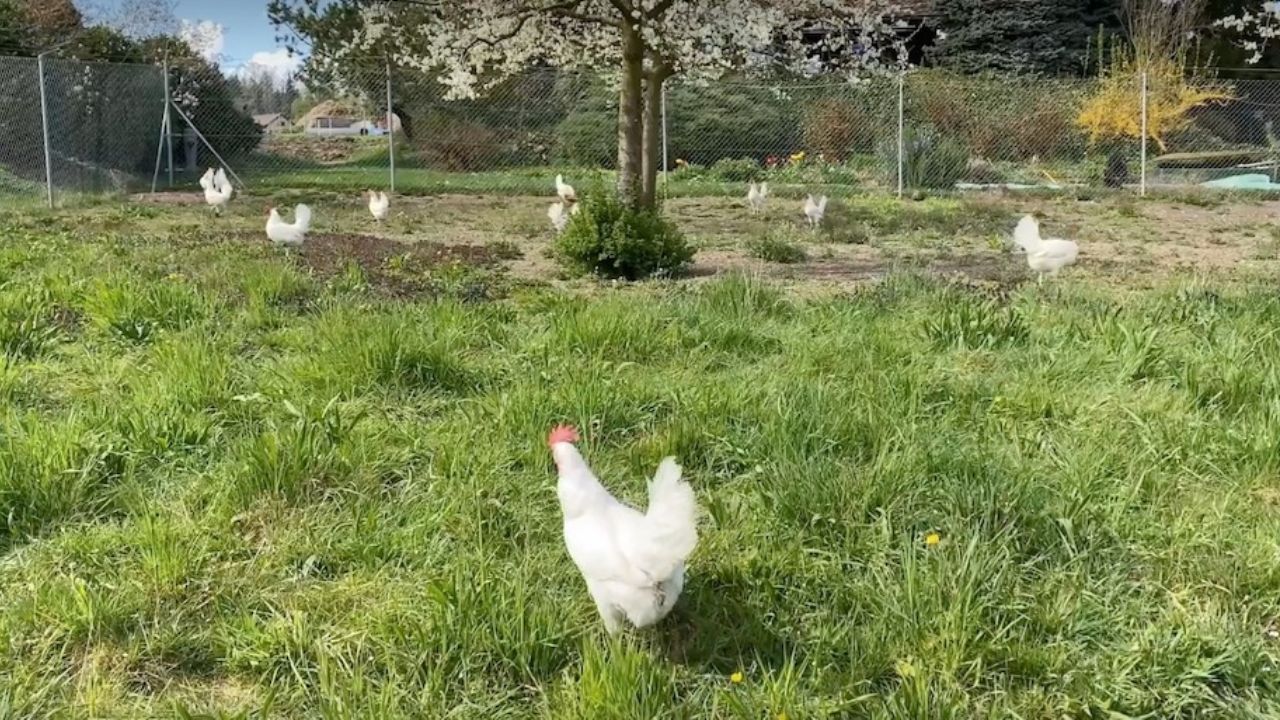 Chileans insert into the market a botanical solution that replaces the use of antibiotics in poultry for production