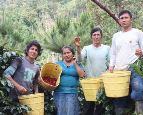 Coffee growers from 50 VRAEM associations will participate in Ficafé Ayacucho 2022