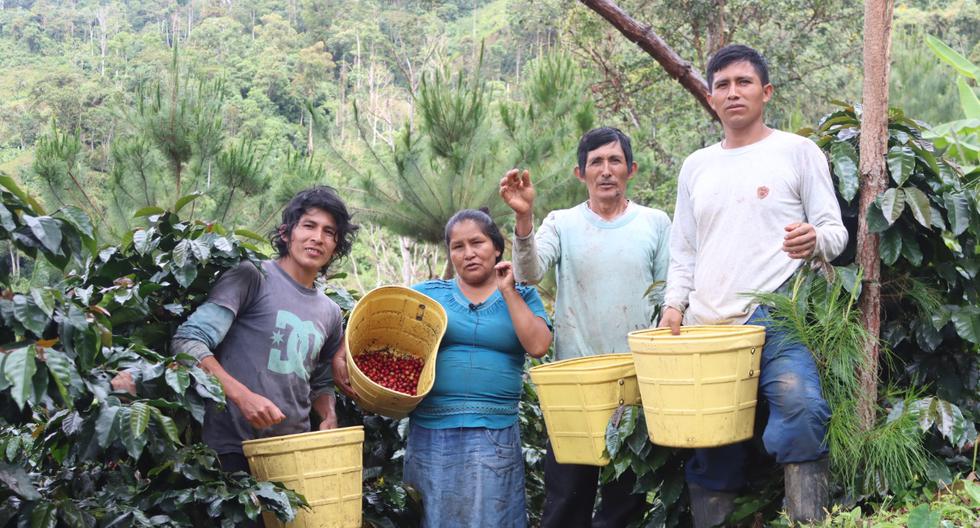 Coffee growers from 50 VRAEM associations will participate in Ficafé Ayacucho 2022