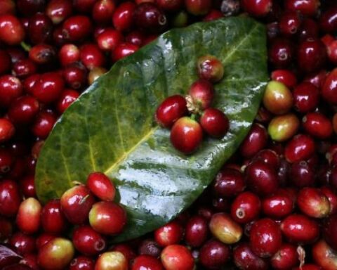 Coffee production fell 10% in the country so far this year