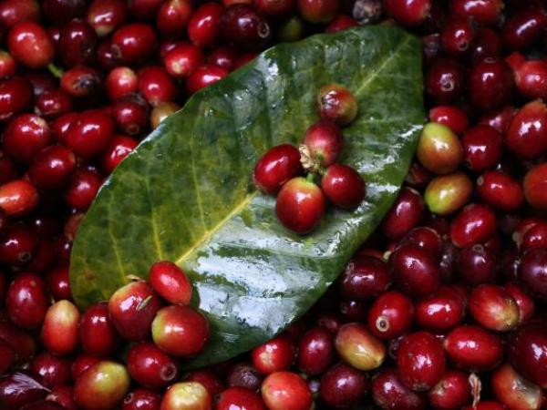 Coffee production fell 10% in the country so far this year