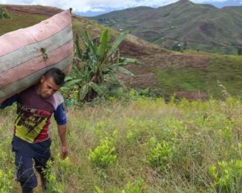 Colombia breaks its coca cultivation record, according to UN report