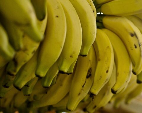 Conab: lower supply raises prices of vegetables and fruits in September