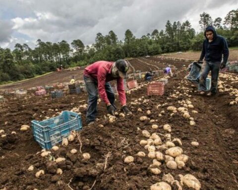 Conveagro denies the minister and confirms that lack of urea affects prices