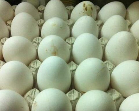 Cuban chickens lay few eggs because they are not fed