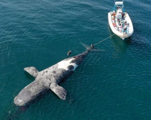Dead whales in the Valdés Peninsula: what are the possible causes