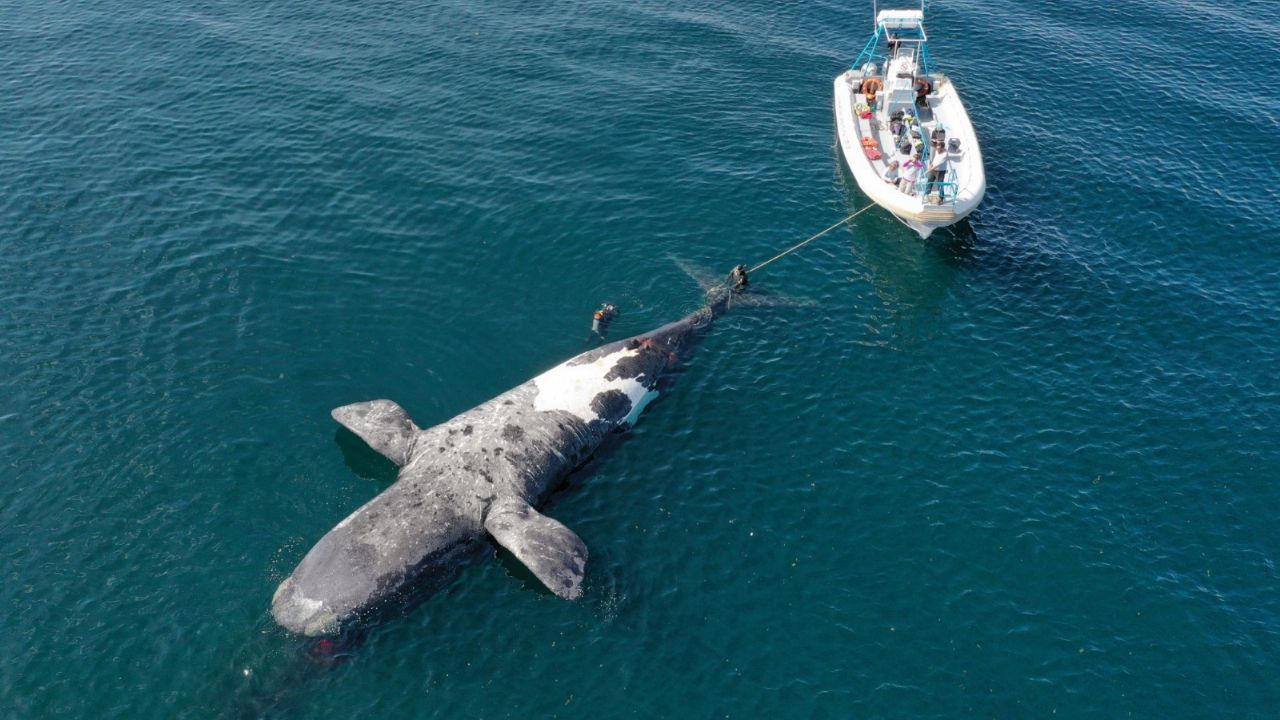 Dead whales in the Valdés Peninsula: what are the possible causes