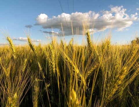 Entre Ríos registered the largest planting in 22 years and the third largest production