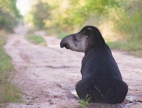 Extinct species return to inhabit El Impenetrable National Park in freedom