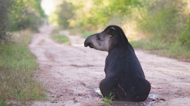 Extinct species return to inhabit El Impenetrable National Park in freedom