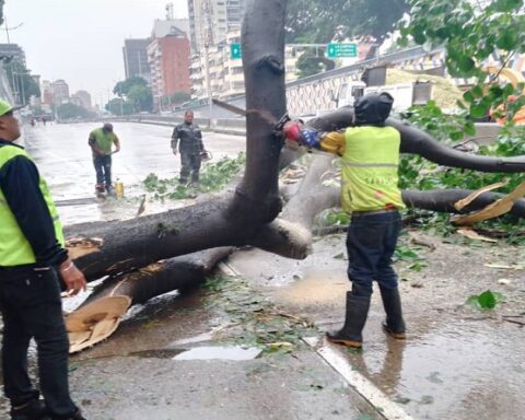 Cuadrillas de GDC despejan avenida Libertador por caída de árbol producto de las lluvias