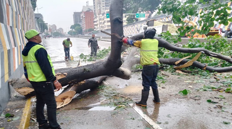 Cuadrillas de GDC despejan avenida Libertador por caída de árbol producto de las lluvias