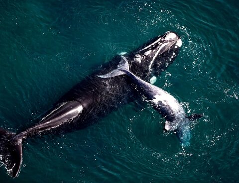 Golfo Nuevo: the level of toxins has dropped and the death of whales is expected to end