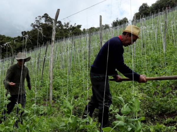 Government-cattle farmers defer signing agreement for land purchase