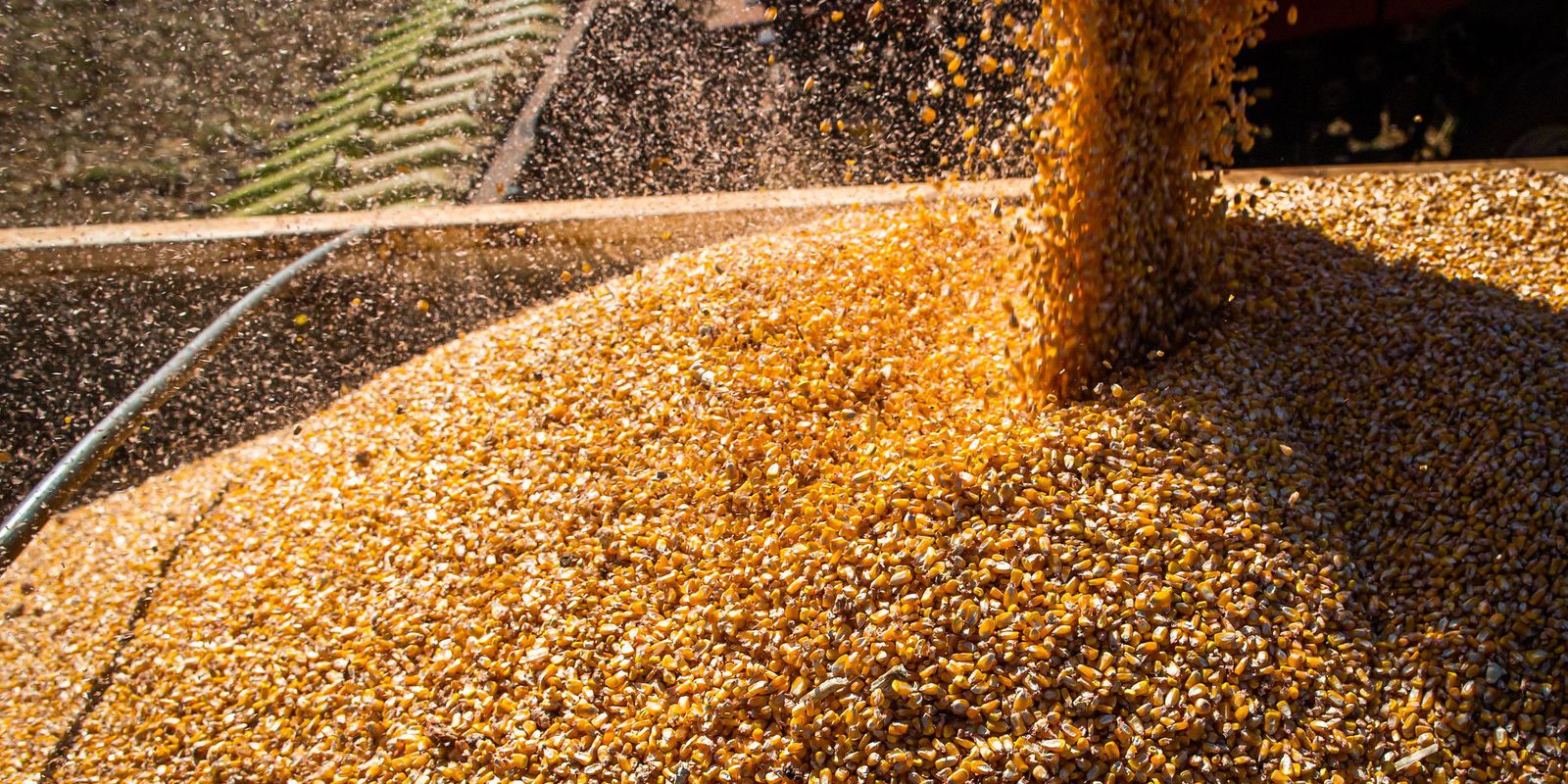 Grain production is expected to reach 312.4 million tons in 2023