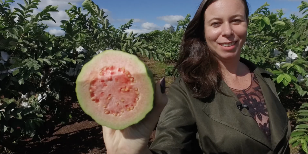 Guava produced in northern Paraná wins the world