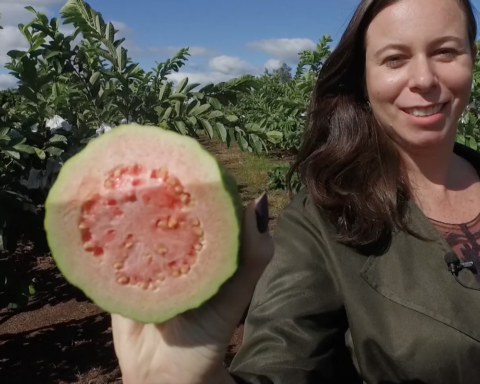 Guava produced in northern Paraná wins the world
