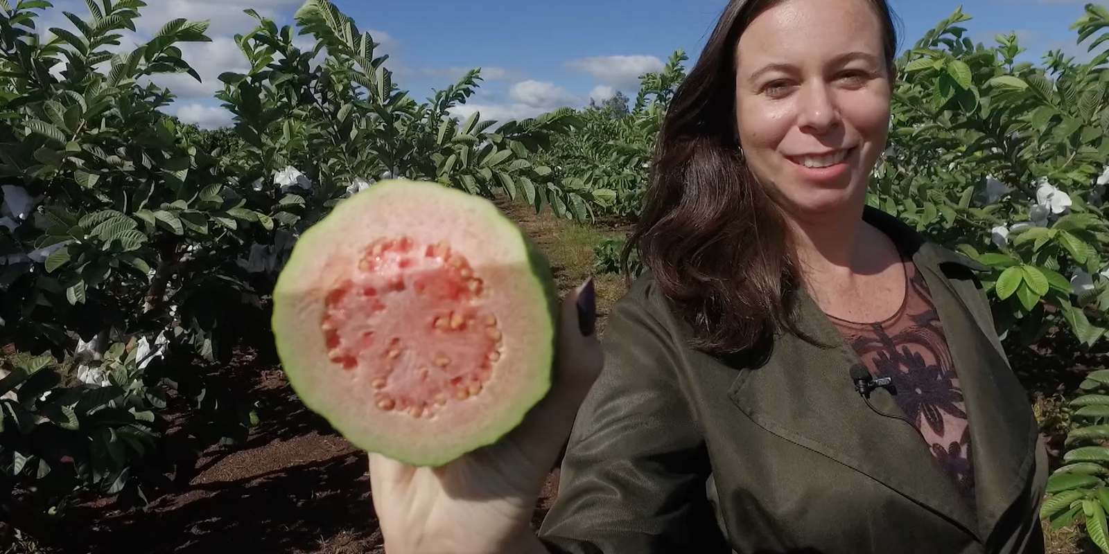 Guava produced in northern Paraná wins the world