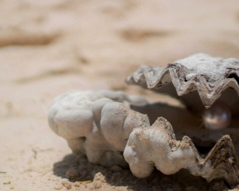 He went to eat oysters and in one of them he found an $18 million pearl
