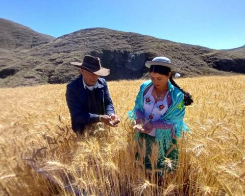 In Bermejo, farmers replace cane fields with soybean and wheat crops