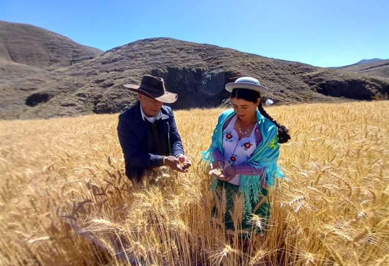 In Bermejo, farmers replace cane fields with soybean and wheat crops