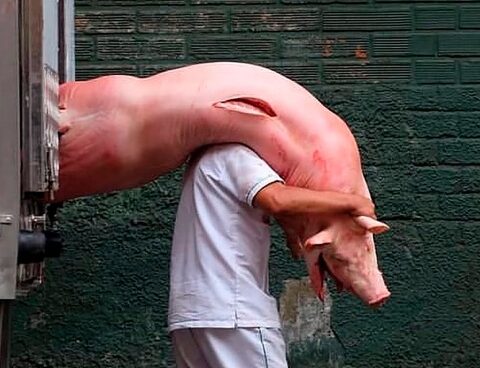 Malena Blanco, from Voicot: "Animal torture is financed through deception"