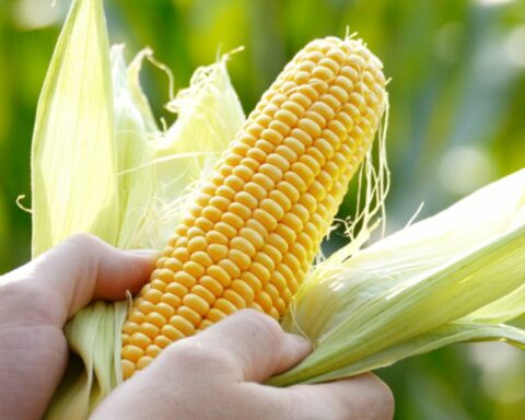 Mexico seeks agreements to import corn from the United States, Argentina and Brazil