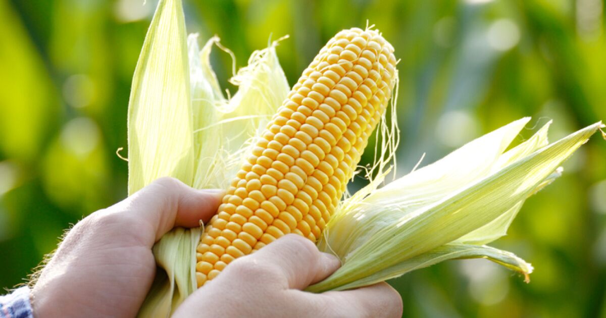 Mexico seeks agreements to import corn from the United States, Argentina and Brazil