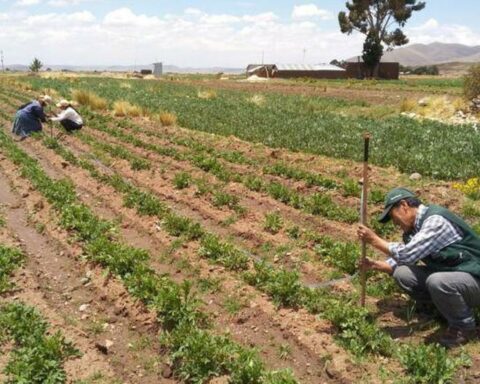 Midagri: More than 100,000 titles of agricultural producers will be registered in Sunarp this year