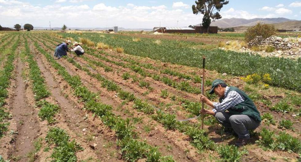 Midagri: More than 100,000 titles of agricultural producers will be registered in Sunarp this year