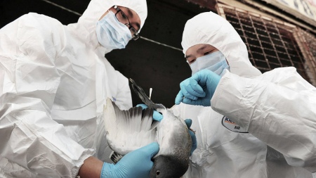 Netherlands culled 300,000 chickens over highly contagious bird flu outbreak