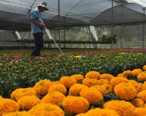 Nursery, a business with a future in Colombia