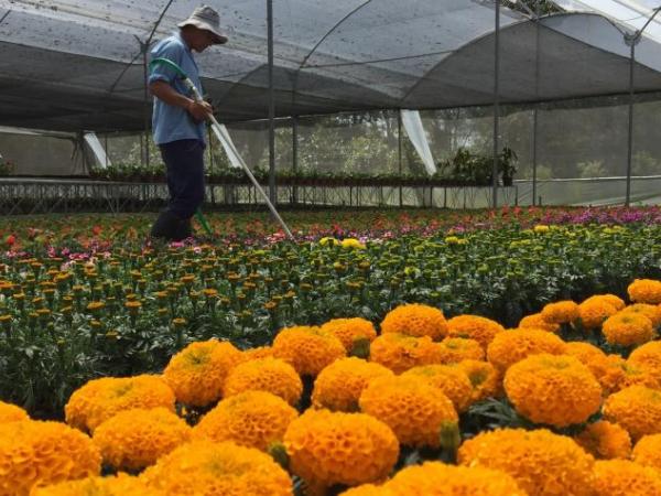 Nursery, a business with a future in Colombia